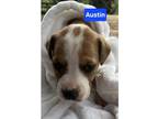 Adopt Orphan 4 Austin a Brown/Chocolate - with White Labrador Retriever / Mixed