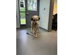 Adopt Wolverine a White - with Gray or Silver Anatolian Shepherd / Mixed dog in