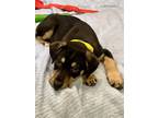 Adopt Buster a Black - with Tan, Yellow or Fawn Shepherd (Unknown Type) / Mixed