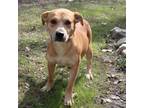Adopt Schatzi a Brown/Chocolate Pit Bull Terrier / Mixed dog in Chantilly