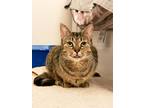 Adopt Ramsey a Domestic Shorthair / Mixed cat in Stouffville, ON (41029796)