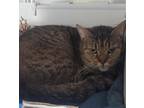 Adopt Ramsey a Domestic Shorthair / Mixed cat in Stouffville, ON (41029796)