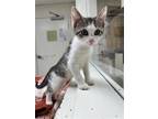 Adopt Rosa a Brown Tabby Domestic Shorthair / Mixed (short coat) cat in Brick