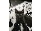 Adopt Salt N Pepper a Gray or Blue (Mostly) Domestic Shorthair / Mixed (short