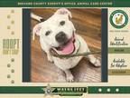 Adopt Dae a Mixed Breed (Medium) / Mixed dog in Melbourne, FL (41039515)