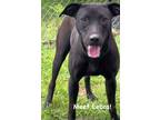 Adopt Lebra SCAS a Black Labrador Retriever / Cattle Dog / Mixed dog in