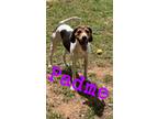 Adopt Padme a Tricolor (Tan/Brown & Black & White) Foxhound / Mixed dog in