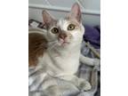 Adopt Caramel a Orange or Red Tabby Domestic Shorthair / Mixed (short coat) cat