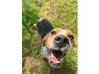 Adopt Roxy a Tricolor (Tan/Brown & Black & White) Beagle / Mixed dog in