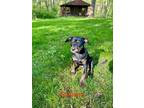 Adopt Samana a Black Mountain Cur / Mixed dog in Newport, KY (41089526)
