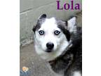 Adopt Lola a White Siberian Husky / Pomeranian / Mixed dog in Newport