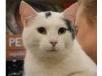 Adopt Ghost Pepper a White Domestic Shorthair / Mixed cat in Newport