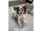 Adopt Roo a White Papillon / Mixed dog in Newport, KY (41037003)