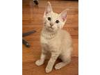 Adopt Jade a Tan or Fawn Domestic Shorthair / Mixed cat in Newport