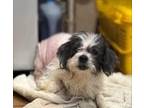 Adopt Eugene a White Shih Tzu / Mixed dog in Newport, KY (41467985)
