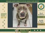 Adopt Rocky a Mixed Breed (Medium) / Mixed dog in Melbourne, FL (41190807)