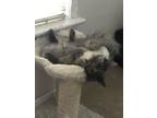 Adopt Mia Mae a Gray or Blue (Mostly) Domestic Longhair / Mixed (long coat) cat