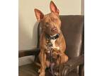 Adopt Feldspar a Brown/Chocolate - with White American Staffordshire Terrier /