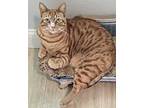 Adopt Chicken a Orange or Red Tabby Domestic Shorthair (short coat) cat in North