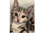 Adopt Bradlea a Calico or Dilute Calico Domestic Shorthair / Mixed (short coat)