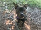 Adopt Mikey a American Staffordshire Terrier / Mixed dog in Raleigh