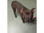 Adopt Mikey a American Staffordshire Terrier / Mixed dog in Raleigh