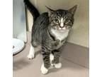 Adopt Howler a Domestic Shorthair / Mixed cat in Salisbury, MD (41469030)
