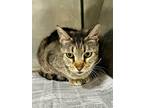 Adopt 24-05-1509 Joy a Domestic Shorthair / Mixed (short coat) cat in Dallas