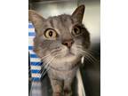 Adopt Trooper a Domestic Shorthair / Mixed cat in Cornwall, ON (41469029)