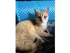 Adopt Dunkin a Orange or Red (Mostly) Domestic Shorthair / Mixed (short coat)