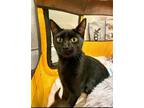 Adopt Ebony a All Black Domestic Shorthair / Mixed (short coat) cat in Nazareth
