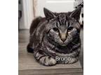 Adopt Bruno Kitten a Brown or Chocolate (Mostly) Domestic Shorthair / Mixed