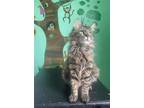 Adopt Thor a Brown Tabby Domestic Longhair / Mixed (long coat) cat in Nazareth