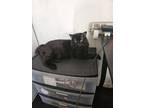 Adopt Binx a All Black Bombay / Mixed (short coat) cat in Rialto, CA (41469005)