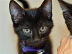 Adopt GEORGE a All Black Domestic Mediumhair / Mixed (medium coat) cat in