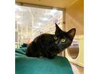 Adopt Sissy a All Black Domestic Shorthair / Mixed cat in ROWLETT, TX (41448460)