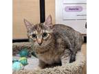 Adopt Lucy a Brown or Chocolate (Mostly) Domestic Shorthair / Mixed cat in