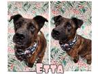 Adopt Etta a American Staffordshire Terrier / Mixed dog in Pierceton