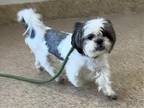 Adopt TOMMY a White Shih Tzu / Mixed dog in Springfield, MA (41464643)