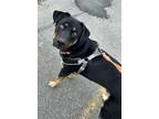 Adopt Salem a German Shepherd Dog / Siberian Husky / Mixed dog in Greater