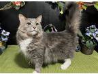 Adopt Hercules a Gray or Blue (Mostly) Domestic Longhair / Mixed (long coat) cat