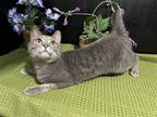 Adopt Hope a Gray or Blue (Mostly) Domestic Shorthair / Mixed (short coat) cat