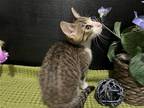 Adopt Ducky a Brown or Chocolate (Mostly) Domestic Shorthair / Mixed (short