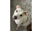 Adopt Crystal a White - with Tan, Yellow or Fawn American Pit Bull Terrier /