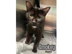 Adopt Smokey a Domestic Shorthair / Mixed cat in Oak Ridge, TN (41463530)