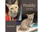 Adopt Ruddy a Domestic Shorthair / Mixed cat in Oak Ridge, TN (41463528)