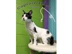 Adopt Captain Hook a Domestic Shorthair / Mixed cat in Oak Ridge, TN (41463527)