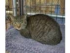 Adopt Zorro a Domestic Shorthair / Mixed cat in Youngtown, AZ (41464641)
