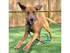 Adopt Cressida a Hound (Unknown Type) / Mixed dog in Troy, VA (41401507)