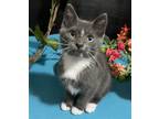 Adopt Feta a Gray or Blue (Mostly) Domestic Shorthair / Mixed (short coat) cat